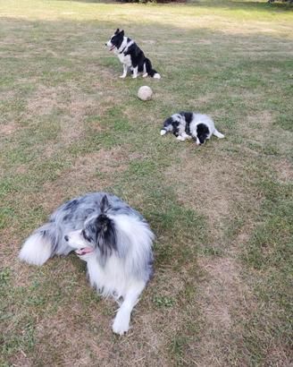 Border collie blue merle con pedigree