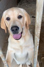 Cucciolo di Labrador