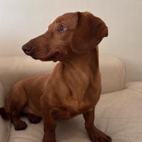 Cucciolo Bassotto Nano