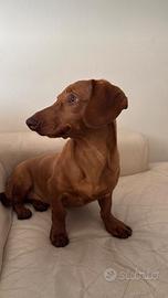 Cucciolo Bassotto Nano