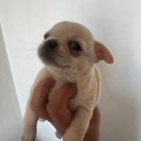 Bulldog Francese