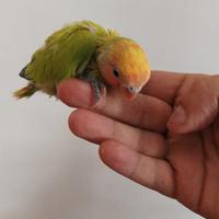 Pappagalli
