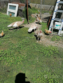 Pavoni, Tacchini, anatre e gallinellle nane