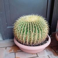Cuscino della suocera (echinocactus grusonii)