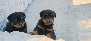Cuccioli Rottweiler