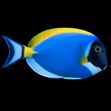 PESCI MARINI