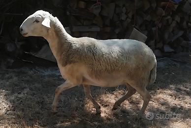 Pecora