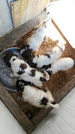 Lagotto Romagnolo
