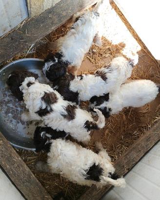 Lagotto Romagnolo