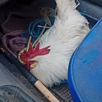 Gallo livornese puro