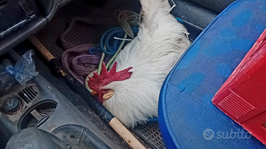 Gallo livornese puro