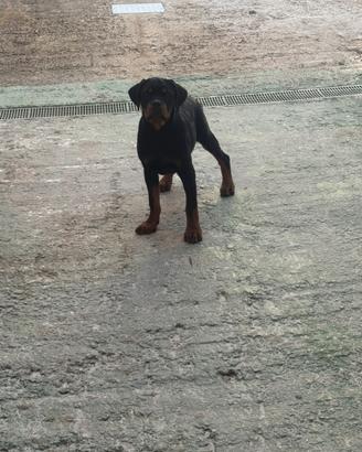Cucciola Rottweiler