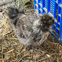 Moroseta silkie