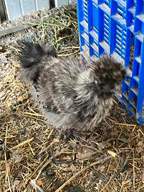 Moroseta silkie