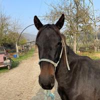 Puledra Tolfetana documento ANAREAI