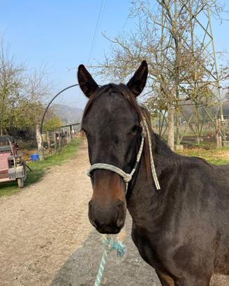 Puledra Tolfetana documento ANAREAI