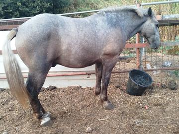Cavallo da carretto