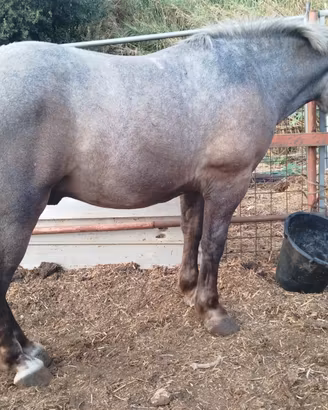 Cavallo da carretto