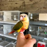 Pappagalli allevati a mano