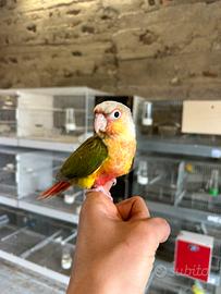 Pappagalli allevati a mano