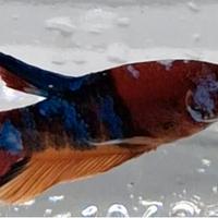 Betta Plakat Disponibili