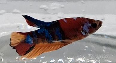 Betta Plakat Disponibili