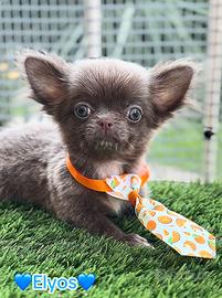 Chihuahua maschio piccolissimo pelo lungo lilac