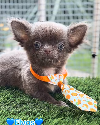 Chihuahua maschio piccolissimo pelo lungo lilac