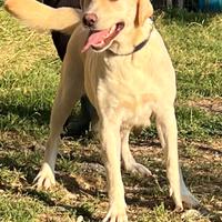 Frida, Labrador femmina in ADOZIONE