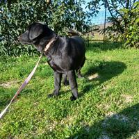 Cuccioli labrador retriever