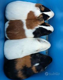 Porcellini d'india / Cavie