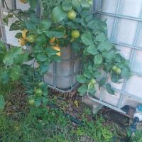 2 cisterne 1000 litri