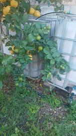 2 cisterne 1000 litri