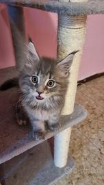 femmina maine coon  