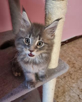 femmina maine coon  