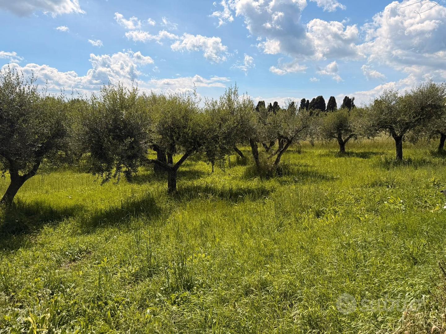 Terreno agricolo con uliveto - Vista 5