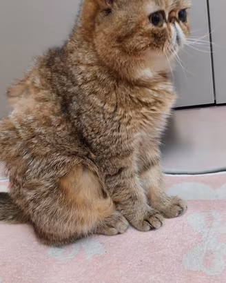 Gattina Persiana Esotica 