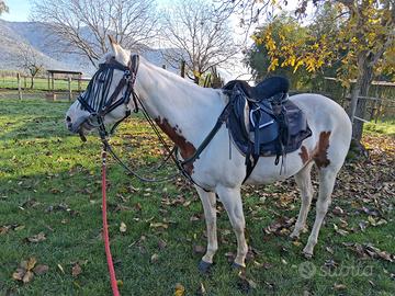 Cavalla Paint Horse 7 ANNI solo per Esperti