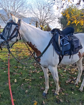 Cavalla Paint Horse 7 ANNI solo per Esperti