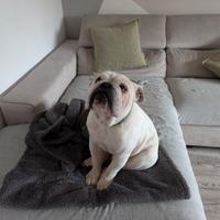 Bulldog Inglese, Disponibile per accoppiamento