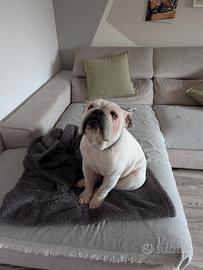 Bulldog Inglese, Disponibile per accoppiamento