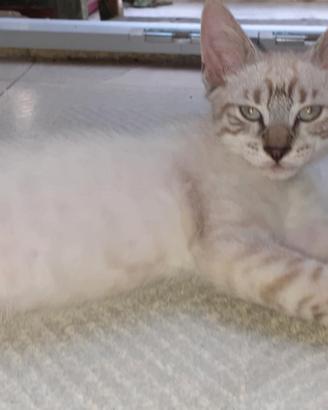 Maschietto siamese tradizionale