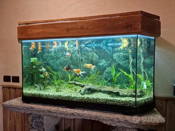 acquario