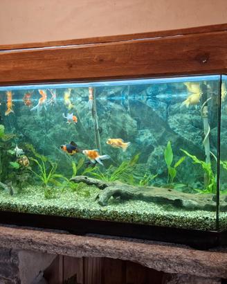 acquario