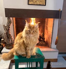 Maine Coon per monta