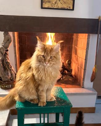 Maine Coon per monta