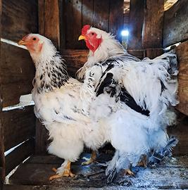 Galline Brahma