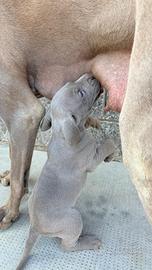Cuccioli weimaraner