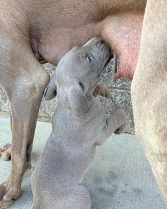 Cuccioli weimaraner