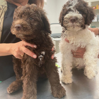 Lagotto romagnolo cane da tartufo barboncini